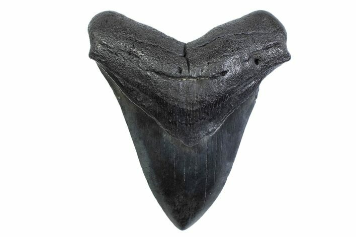 Fossil Megalodon Tooth - South Carolina #371831